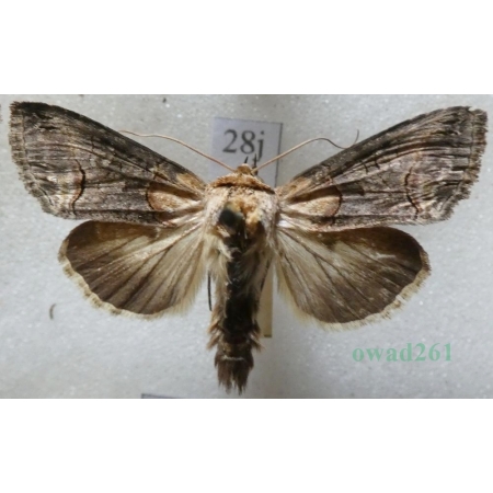 Abrostola triplasia (Linnaeus, 1758) Zgrzeblica trojaczka Czech28j